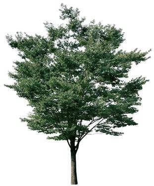 720�ú�����Ltree01.jpg