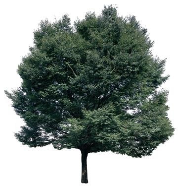 720�ú�����Ltree02.jpg