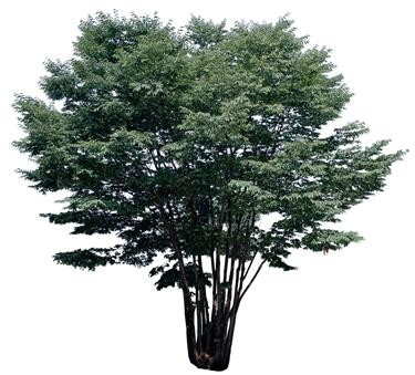 720�ú�����Ltree04.jpg