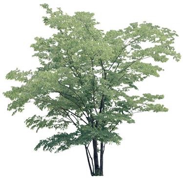 720�ú�����Ltree10.jpg