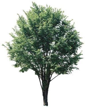 720�ú�����Ltree11.jpg