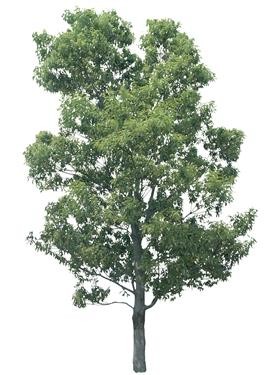 720�ú�����Ltree12.jpg