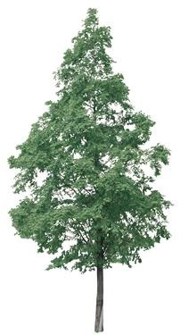 720�ú�����Ltree13.jpg