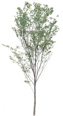 720�ú�����Mtree02.jpg