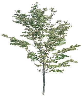 720�ú�����Mtree03.jpg