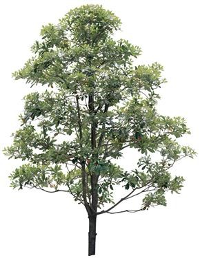720�ú�����Mtree05.jpg