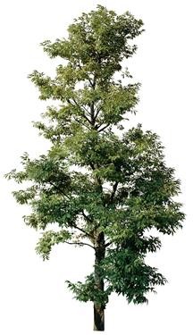 720�ú�����Mtree06.jpg