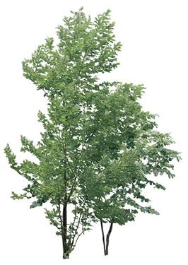 720�ú�����Mtree08.jpg