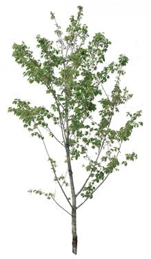 720�ú�����Mtree14.jpg