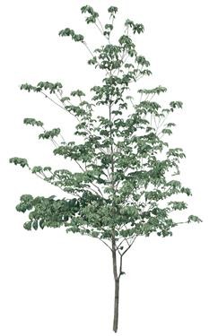 720�ú�����Mtree17.jpg