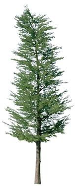 720�ú�����Mtree22.jpg