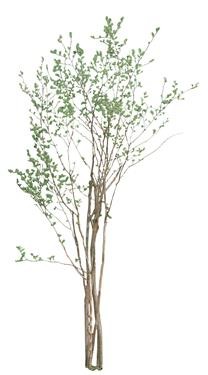720�ú�����Mtree24.jpg