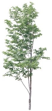 720�ú�����Mtree23.jpg