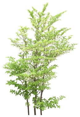 720�ú�����TM_052AP.jpg