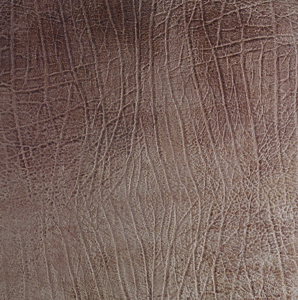ƤשAVORIO ELEFANTE.jpg