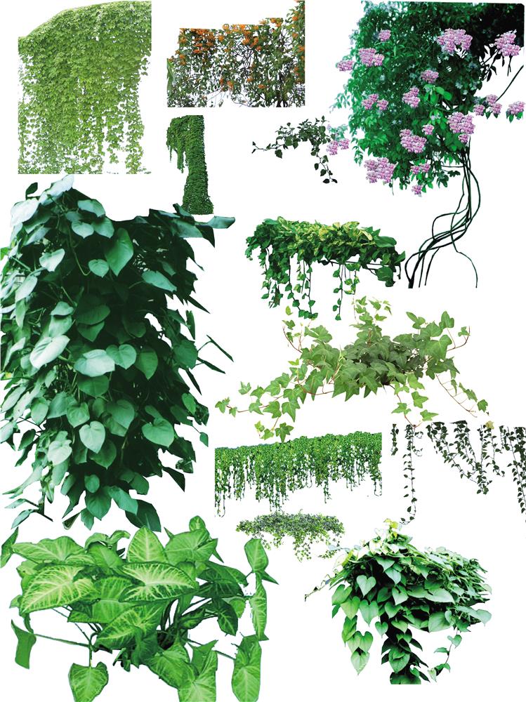 PSD��ʽ�ٱ�ֲ�� ������ͼ.JPG