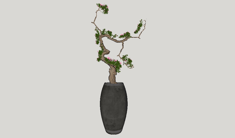 18720240630盆栽植物11.jpg