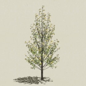 ��ľ-Sketchup��ͼ��ʦEnscape����ģ��20220511183