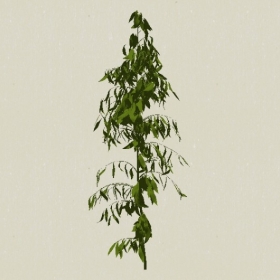 ��ľ-Sketchup��ͼ��ʦEnscape����ģ��20220511110