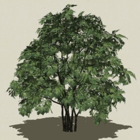 ��ľ-Sketchup��ͼ��ʦEnscape����ģ��2022051154