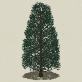 ��Ҷ��ľ-Sketchup��ͼ��ʦEnscape����ģ��2022051146