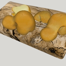 ʳ��_Sketchup��ͼ��ʦģ��Vray����202204251444