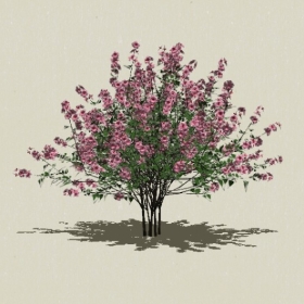 ��ľ��ľ-Sketchup��ͼ��ʦEnscape����ģ��202205117