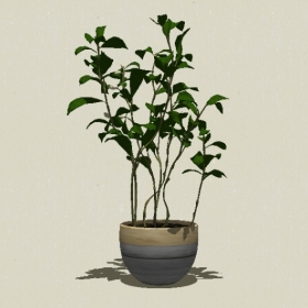 ����ֲ��-Sketchup��ͼ��ʦEnscape����ģ��2022051185