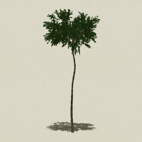 ��ľ-Sketchup��ͼ��ʦEnscape����ģ��20220511156