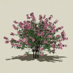 ��ľ��ľ-Sketchup��ͼ��ʦEnscape����ģ��202205118