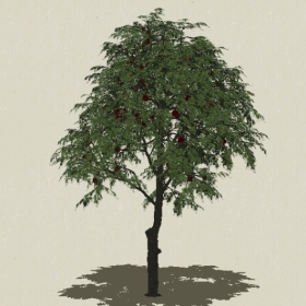 ��ľ��ľ-Sketchup��ͼ��ʦEnscape����ģ��2022051136