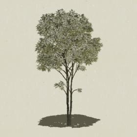 ��ľ-Sketchup��ͼ��ʦEnscape����ģ��202205117