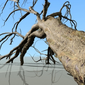 SpeedTree  07-Acacia Fallen Ͻ 