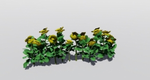 Lumion 菊花（学名：Dendranthema morifolium（Ramat. ）Tzvel.）