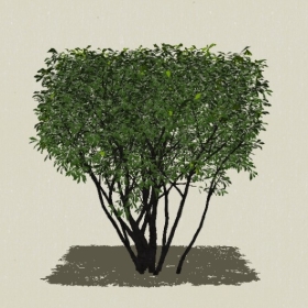 ��ľ-Sketchup��ͼ��ʦEnscape����ģ��2022051150