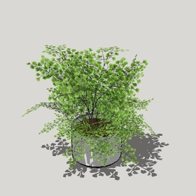 草图大师模型植物简模齐全2022年1274