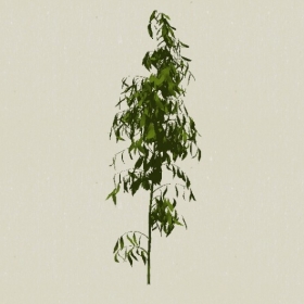 ��ľ-Sketchup��ͼ��ʦEnscape����ģ��2022051193