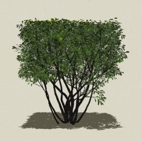 ��ľ-Sketchup��ͼ��ʦEnscape����ģ��2022051151