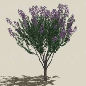 ��ľ��ľ-Sketchup��ͼ��ʦEnscape����ģ��2022051186