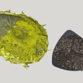 ʳ��_Sketchup��ͼ��ʦģ��Vray����202204251440