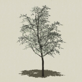 ��ľ-Sketchup��ͼ��ʦEnscape����ģ��2022051199