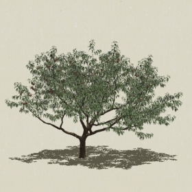 ��ľ��ľ-Sketchup��ͼ��ʦEnscape����ģ��2022051145