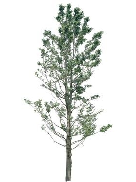 720úMtree20
