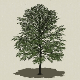 ��ľ-Sketchup��ͼ��ʦEnscape����ģ��2022051111