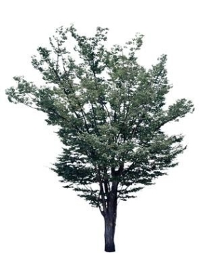 720úLtree05