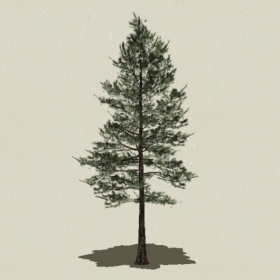 ��Ҷ��ľ-Sketchup��ͼ��ʦEnscape����ģ��2022051120