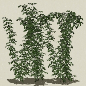 ��ľ-Sketchup��ͼ��ʦEnscape����ģ��202205117