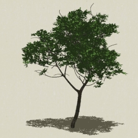 ��ľ-Sketchup��ͼ��ʦEnscape����ģ��20220511158