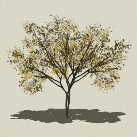 ��ľ-Sketchup��ͼ��ʦEnscape����ģ��2022051167