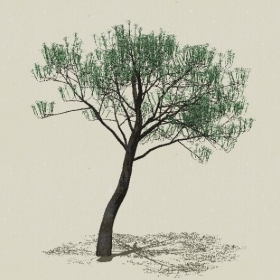 ��Ҷ��ľ-Sketchup��ͼ��ʦEnscape����ģ��2022051148